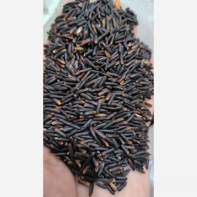 برنج سیاه ( ممنوعه ) محصول مازندران برند شاهزاده دانه بلند کیفیت درجه یک